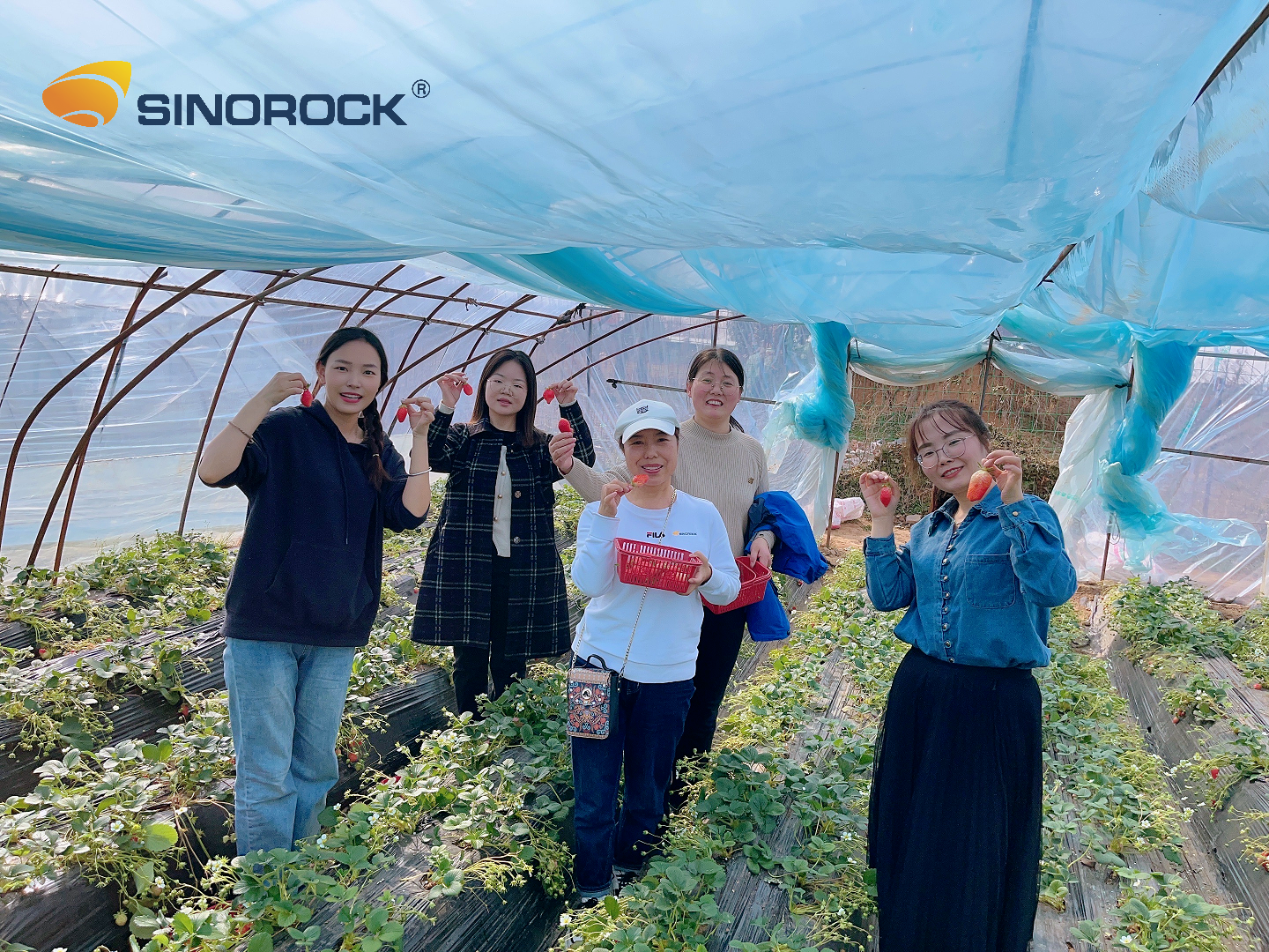 strawberry-picking