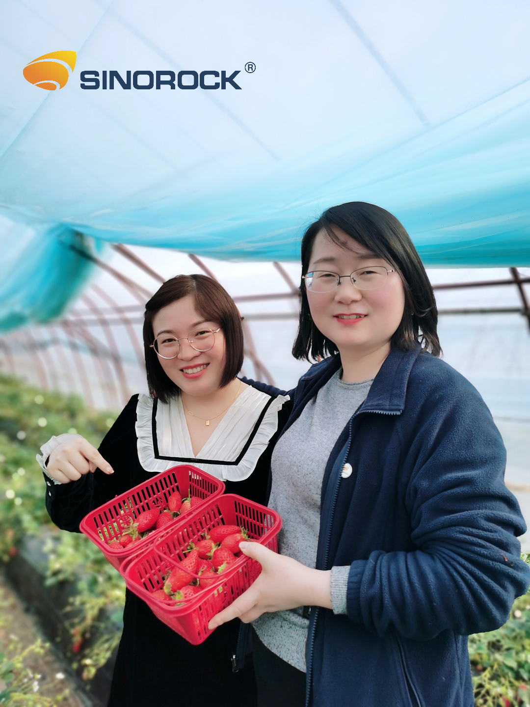 strawberry-picking